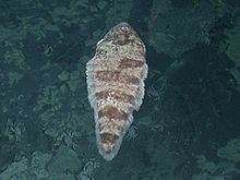 Symphurus hydrophilus , lestakala, mis elab ainult hüdrotermiliste lõõride lähedal.
