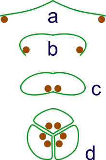 Ewolucja synkaryp. a: sporangia na końcach liści b .: liść zwija się, aby chronić sporangia c.: liść zwija się, aby utworzyć zamkniętą rolkę d.: zgrupowanie trzech rolek w synkarypę: liść zwija się, aby chronić sporangia c: liść zwija się, tworząc zamkniętą rolkę d : zgrupowanie trzech rolek w synkarpę