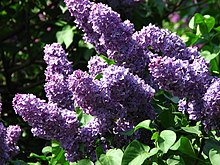 Lilac