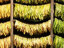 Tobacco leaves drying