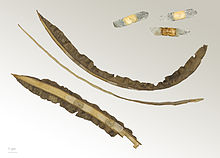 Tabebuia sp. 3 sēklas ar šķeltas pākstes starpsienu un vārstuļiem MHNT