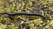 Tachypodoiulus niger, mnohonožka
