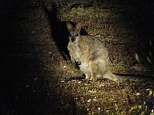 Macropus eugenii eugenii v narodnem parku Innes, Južna Avstralija