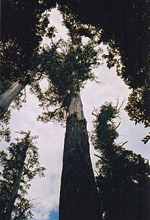 Met zijn 92 meter was "The Big Tree" in het centrum tot voor kort de hoogste nog bestaande berg-es.