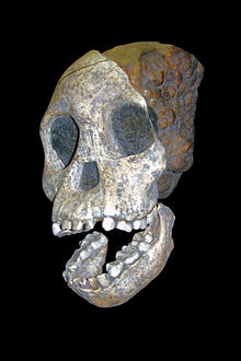 The child of Taung