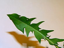Blad