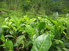 Foglie di Camellia sinensis