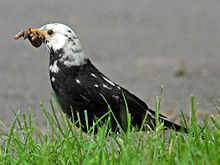 Leucistic male