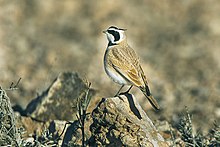 Horned lark (Eremophila bilopha)