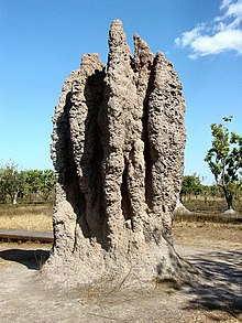 Certaines termites construisent de grandes structures comme celles-ci là où elles vivent