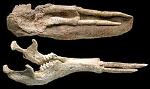 Lower jaw of Tetralophodon with developed tusks