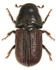 Bergkieferkäfer (Dendroctonus ponderosae) adult