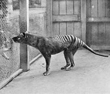 Thyalcine v zoologickej záhrade v Hobarte, 1933