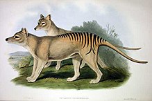 John Goulds litografiske plade af en thylacine fra "Mammals of Australia"
