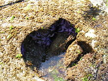 Tidepool on Gabriola Island, Canada