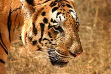 Bengal tiger head