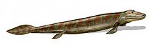 Tiktaalik oli sukupuuttoon kuollut tetrapodomorfi, joka eli devonikaudella.