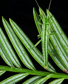Timema poppensis, užmaskuota ant savo šeimininko sekvojos (Sequoia sempervirens)