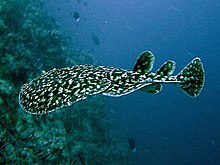 Torpedo fuscomaculata  