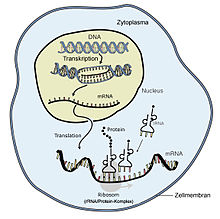 Simplified scheme of protein biosynthesis in a Eucyte