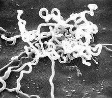 Treponema pallidum (electron micrograph)