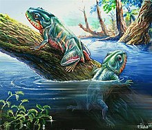 Amphibian