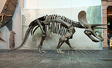 Sivukuva Triceratops horridus -luurangon valukappaleesta, Senckenbergin museo.