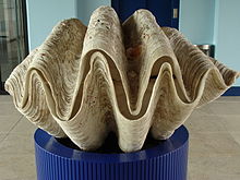 Pusta muszla małża olbrzymiego (Tridacna gigas)