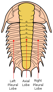 Sagittal tripartite division into lobes or lobes