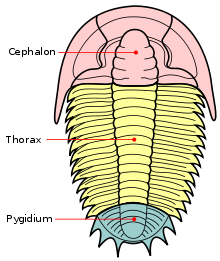 Transverse trisection