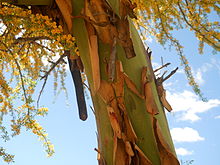 Geoffraea decorticans tronco  
