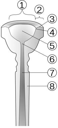 Trompetin suukappaleen eri osat. Osa 1: Sisäkehä Osa 2: Kehä Osa 3: Kehän ääriviivat tai muoto Osa 4: Kehän reuna Osa 5: Kuppi Osa 6: Kurkku Osa 7: Takareuna Osa 8: Varsi  