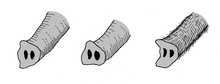 Trunk ends of various elephant species. Left: African elephant, middle: Asian elephant, right: Woolly mammoth.