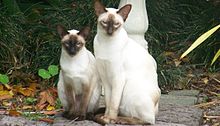 Twee Siamese katten