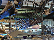 Gastralia in Tyrannosaurus