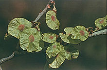 Fruits of Ulmus rubra