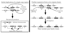 Inequivalent crossing-over leads to unequal exchange between two chromatids: a portion is lost on one (deletion) and added on the other (insertion).