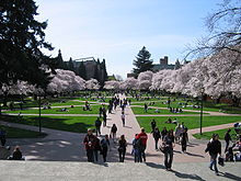 The Quad with Japanese Yoshino Cherry Trees