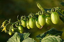 Unripe tomatoes