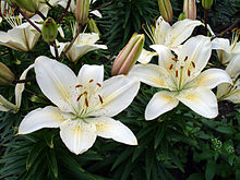 Lilium "University of Saskatchewan" - lilie ke stému výročí založení Saskatchewanské univerzity od šlechtitelky Donny Hayové