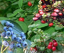 Las bayas, que son simples frutos carnosos. De arriba a la derecha: arándanos rojos, arándanos rojos, arándanos rojos