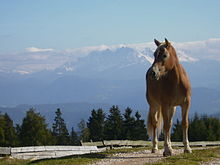 Haflinger in South Tyrol