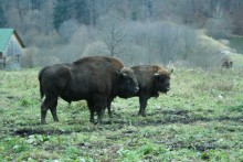 Bison in Romania