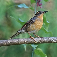 Collared Thrush