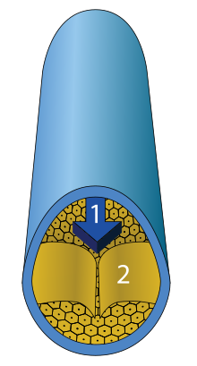 Cross section of a vein with vein wall, flow direction and vein valve