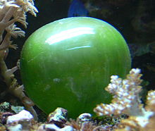 Valonia ventricosa , en slags alge, er blandt de største encellede arter. Dens diameter kan nå op på 5 centimeter.