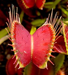 La Venus Flytrap fa parte di un piccolo gruppo di piante in grado di muoversi rapidamente
