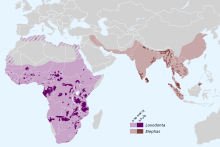 Distribution of today's elephants