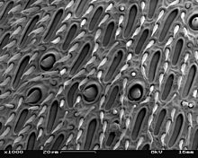 Close-up of the feeler of a wasp with numerous sensory hairs