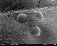 Dot eyes of a German wasp (Vespula germanica)